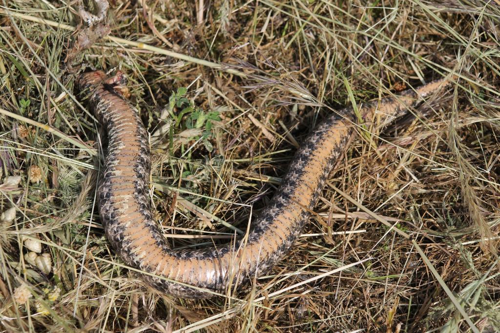 Vipera morta: sesso???